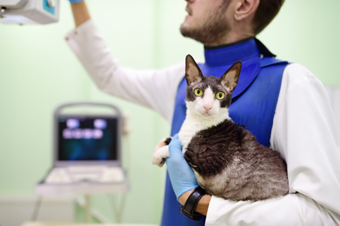 Radiology | Veterinarian in Eastpointe, MI | East Detroit Animal Hospital